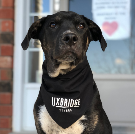 Doggie Bandana